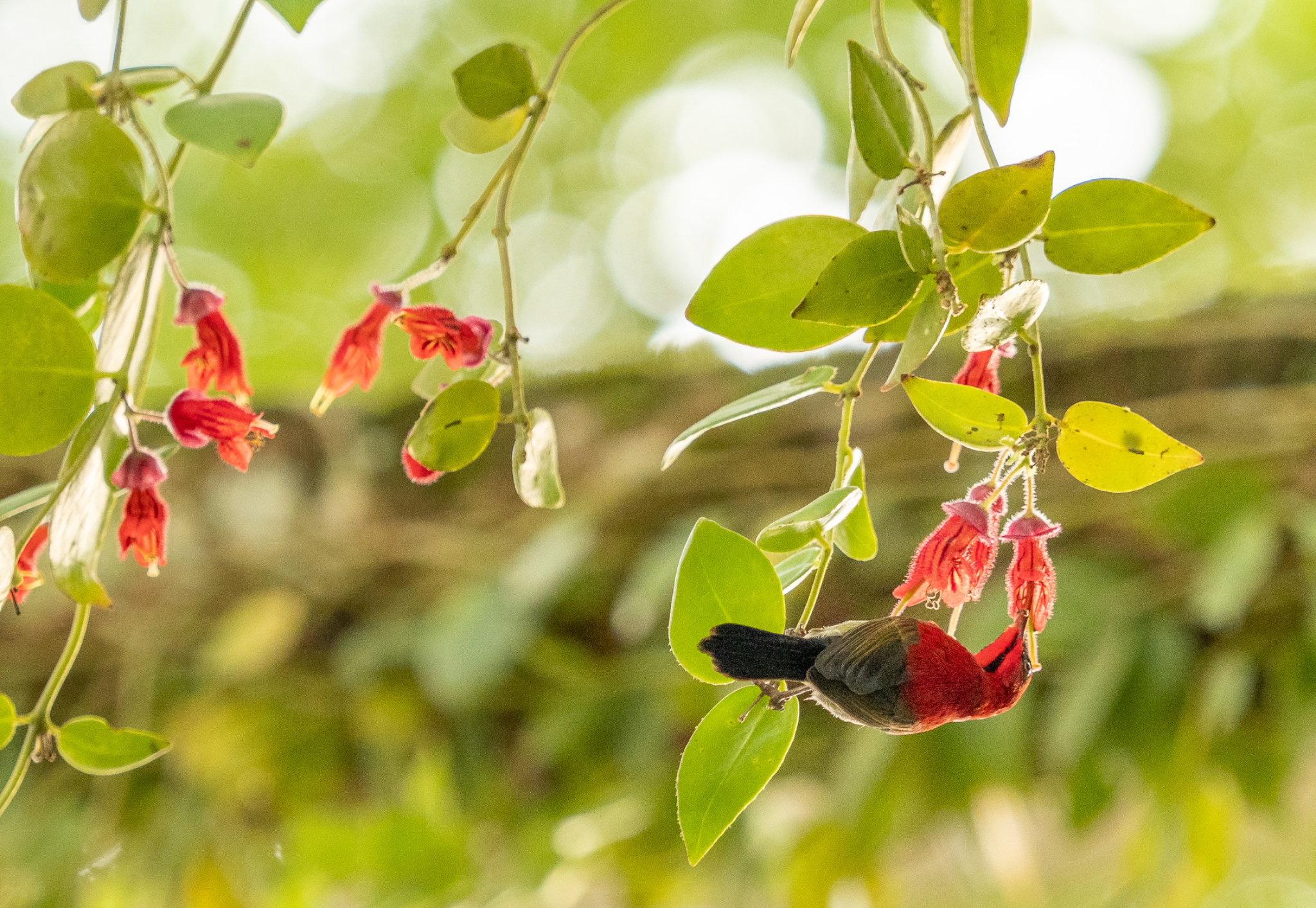Crimson Sunbird